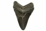 Fossil Megalodon Tooth - South Carolina #321329-1